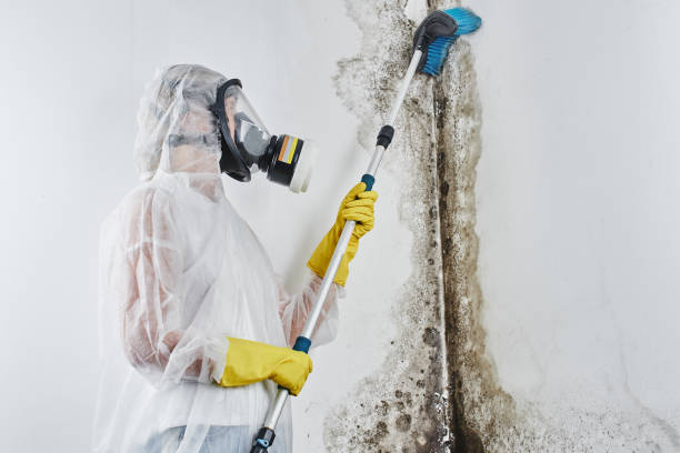 Best Preventive Mold Services in Gamerco, NM