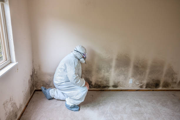 Best Crawl Space Mold Remediation in Gamerco, NM